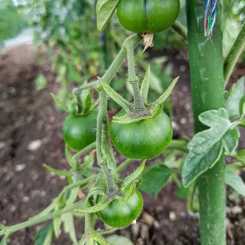 GreenSpire – Piquets de Jardin Ultra-Résistants pour Plantes Grimpantes