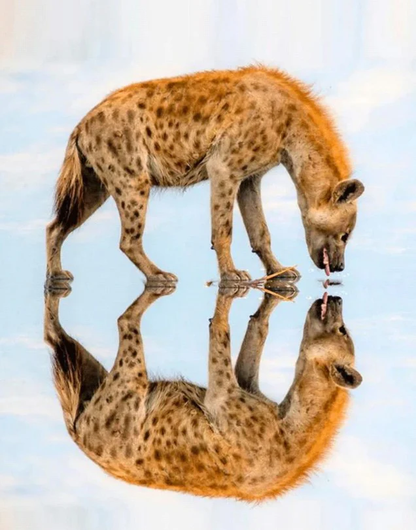 MirrorShot™ – Le Clip de Réflexion Photo Créatif pour Smartphone